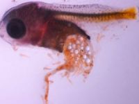 Genç balıklar plastik bağımlısı çıktı