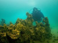 Dünyanın en büyük mikrobiyalitleri Van Gölü'nde