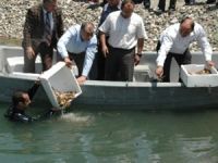 Fırat Nehri'nin yeni misafirleri kerevitler olacak