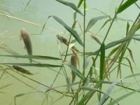 Köprüçay’a balık ölümleri nedeniyle girmek yasaklandı