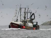 İthal balığa günde 100 bin euro gidiyor