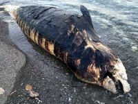 Antalya'da Gagalı balina ölüsü karaya vurdu