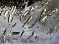 İnci Kefali’nin avlanma yasağı sona eriyor