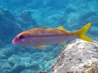 Antalya Körfezi'nde davetsiz misafirlerin sayısı artıyor