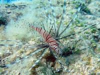 Aslan balığı tehdidi Marmara’ya ulaşabilir