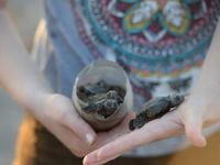 Antalya Valisi Caretta Carettalar için ‘OHAL’ ilan etti