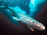 Dünyanın en yaşlı omurgalısı bir köpek balığı