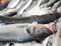 AB’den iyi haber! Çipura ve Levrek için vergi yok