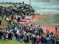 Faroe Adaları'nda 300 yıldır süren gelenek: Balina katliamı