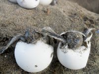 Marmaris İçmeler'de ilk caretta caretta yavrusu denizle buluştu