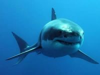 ABD’nin  köpekbalıklarını silah olarak kullanmaya çalıştığı ortaya çıktı!