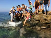 İzmir'de plajda ortaya çıkan Akdeniz foku şaşırttı