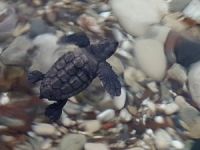 Antalya'da caretta caretta turizmi