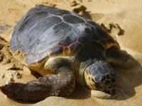 Caretta caretta yavruları yuvalarından çıkıyor