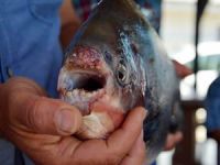 Adana Seyhan Baraj Gölü ve Konya Altınapa Barajı'nda Pirana yakalandı