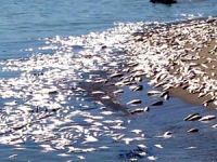 Mersin'de on binlerce ölü balık sahile vurdu