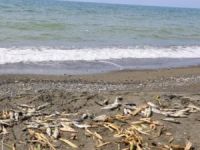 Hatay'da sahile vuran ölü balıklar toplandı