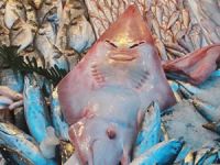 Mersinli balıkçıların ağına takılan Sapan Balığı, vatandaşların ilgi odağı oldu