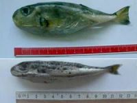 İzmir Körfezi'nde balon balığı popülasyonu, deniz hayatını tehdit ediyor