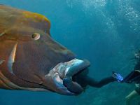 Dalgıç, 130 kiloluk balığa yem oldu!