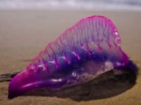 Zehirli denizanası, Tayland plajlarını kapattı