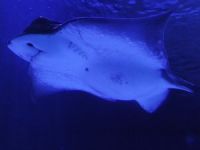 Akvaryumdaki vatoz dalgıcı öldürdü