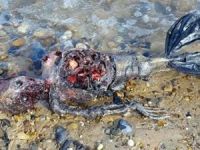 Deniz kızına benzeyen ceset ortalığı ayağa kaldırdı