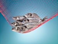 İspanyollara Türk çipurası, levreği ziyafeti