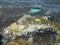 Su arıtayım derken, deniz simsiyah oldu