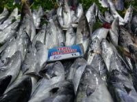 Havalar soğudu, palamut fiyatları 2 kat arttı