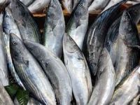 Marmara'da palamut bolluğu yaşanıyor