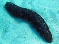 Balıkçılar deniz patlıcanlarının toplanmasını istemiyor