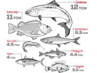 Dardenia, 6 ayda 60 ton deniz ürünü satışı gerçekleştirdi