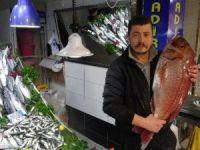 Oltayla 10 kiloluk mercan balığı yakalandı