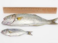 Yasal boydan küçük balık avlayan teknelere ceza yağdı