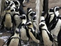 Tüm dünyaya örnek olacak bir davranış