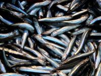 Hamsinin fiyatı Karadeniz'de 20 TL'den 2 TL'ye düştü