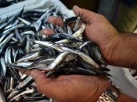 Trabzon'da hamsinin kilogram fiyatı 20 TL'ye yükseldi