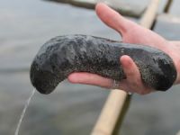 250 kilo deniz patlıcanına el konuldu