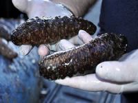 Deniz patlıcanı ihracatı 7 milyon dolara yaklaştı