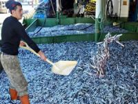 Bir gecede 350 ton hamsi ağlara takıldı