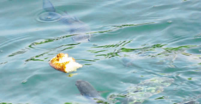 1131034_90cc386a89ab24dbf10222ad42225e2a.jpg 1131034_90cc386a89ab24dbf10222ad42225e2a.jpg