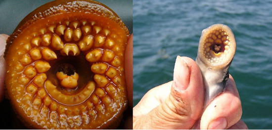 210733_lamprey-cinsi-balik.jpg