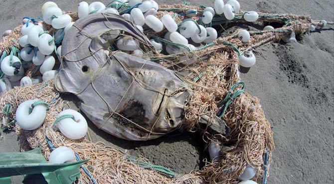 ag-003.jpg ag-003.jpg