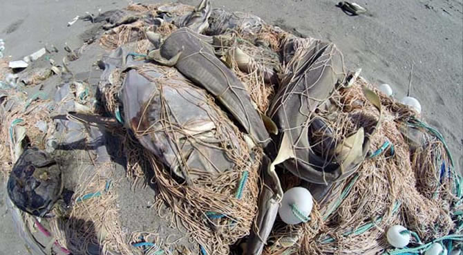 ag2-004.jpg ag2-004.jpg