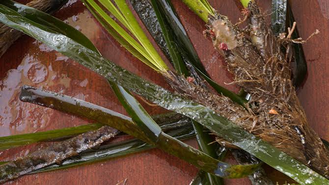 ahsen_hoca2.jpg ahsen_hoca2.jpg