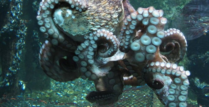 ahtapot-002.jpg ahtapot-002.jpg