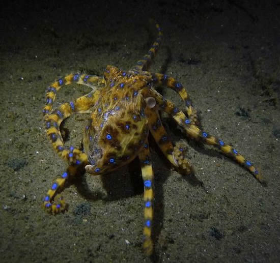 ahtapot.jpg ahtapot.jpg