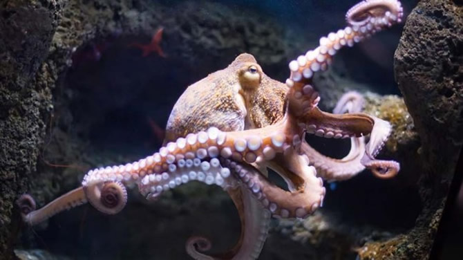 ahtapot1-003.jpg ahtapot1-003.jpg