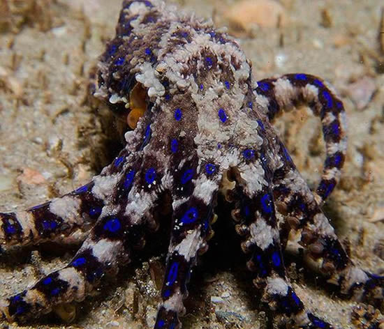 ahtapot2.jpg ahtapot2.jpg